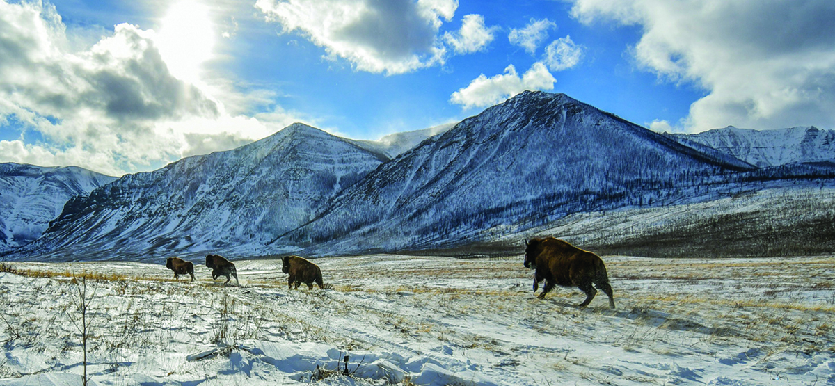 Bison roam at Waterton Park
