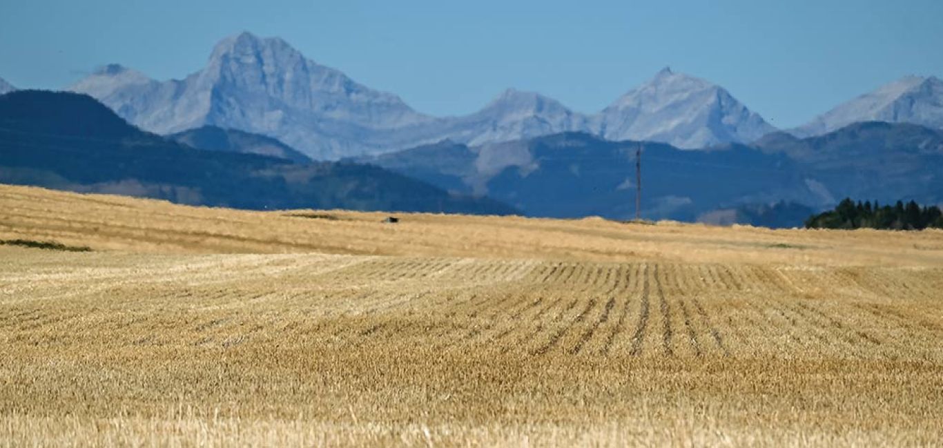 A vast golden wheat field stretches into the distance with the rugged, blue-tinted Rocky Mountains under a clear blue sky in the background. The field is meticulously organized in rows, creating a sense of depth and leading the eye toward the mountains. The field is in a drought area west of Pincher Creek, Alberta.