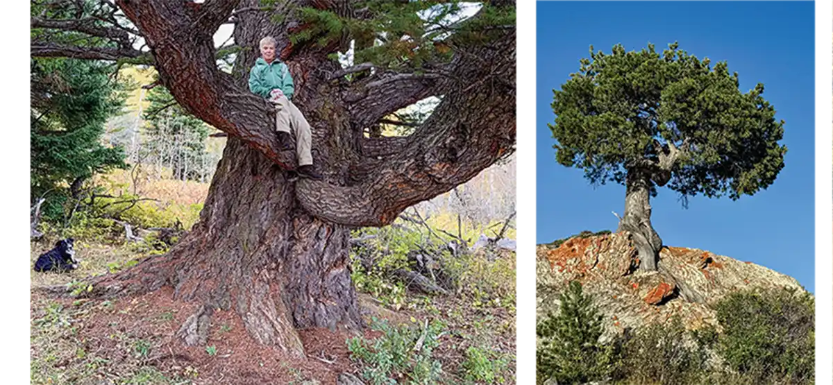A large, old tree with thick branches supports a person sitting comfortably; another ancient tree stands alone on a rocky hill against a blue sky.